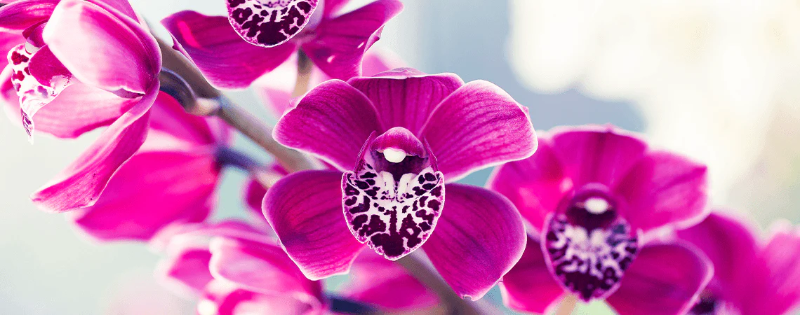 Rogers_Gardens_-_Header_image_-_Purple_Orchid.webp