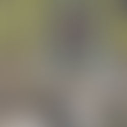 Litton DeJarnette Jarvis