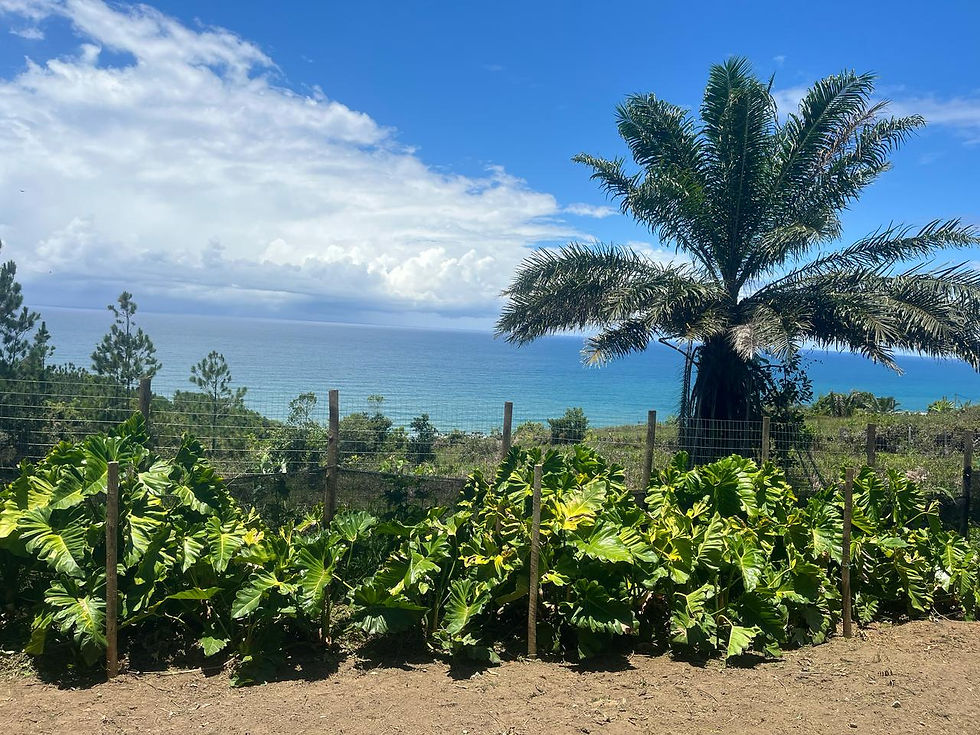 Beach house Brazil Imobiliária