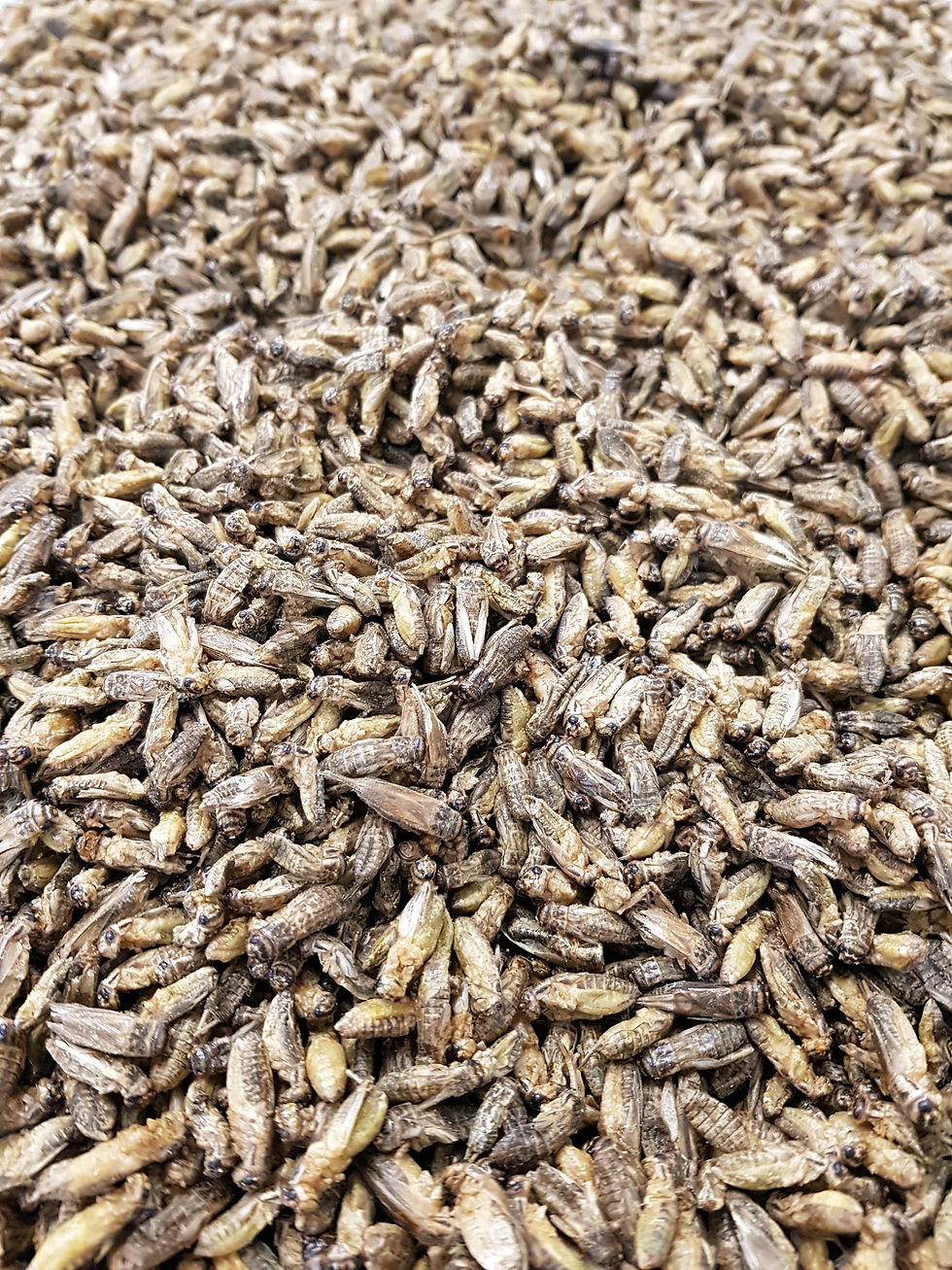 Thumbnail: Bugvita Whole Roasted Crickets - XL 250g