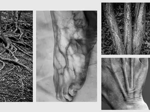 Nature and the Human Body Systems