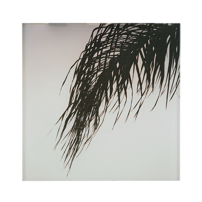 Palm.gif