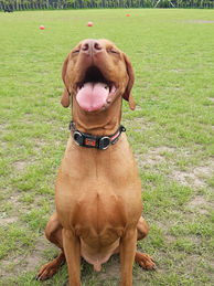 Dog Walker Earlestown