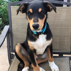 Today is CLEAR the SHELTERS Day!! All of