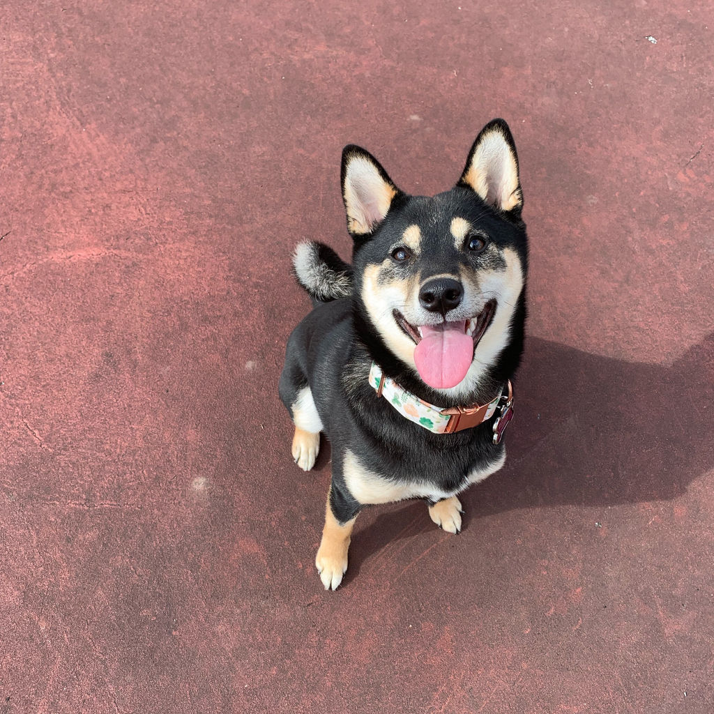 Dog Spotlights Dogs of Buffalo