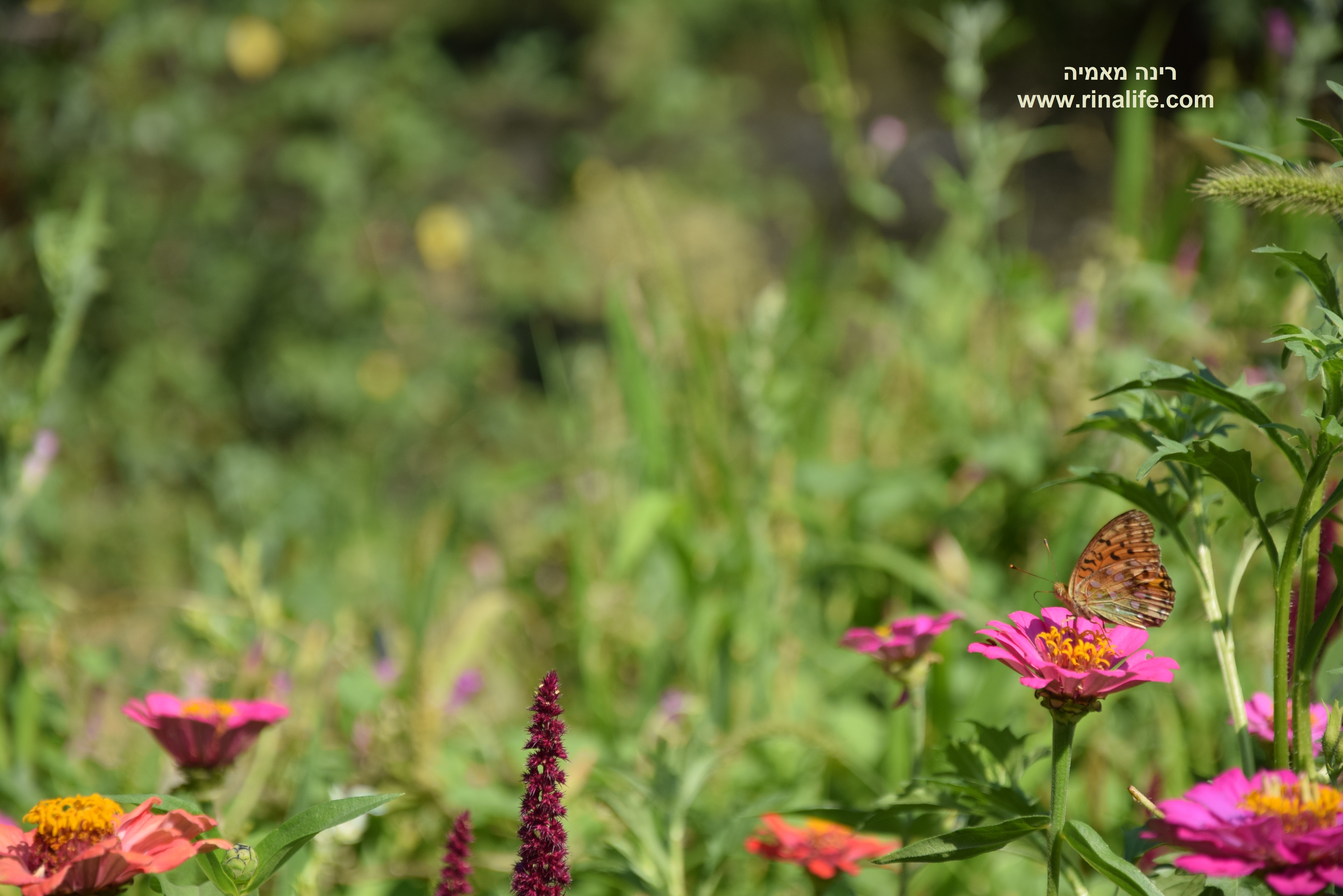 DSC_0349 - Copy