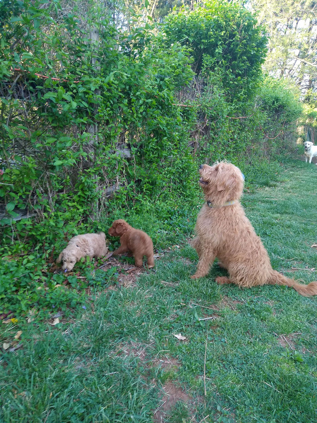Puppies Carroll Labradoodles Maryland