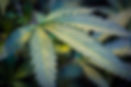 Cannabis Leaf Image for Consulting Websi