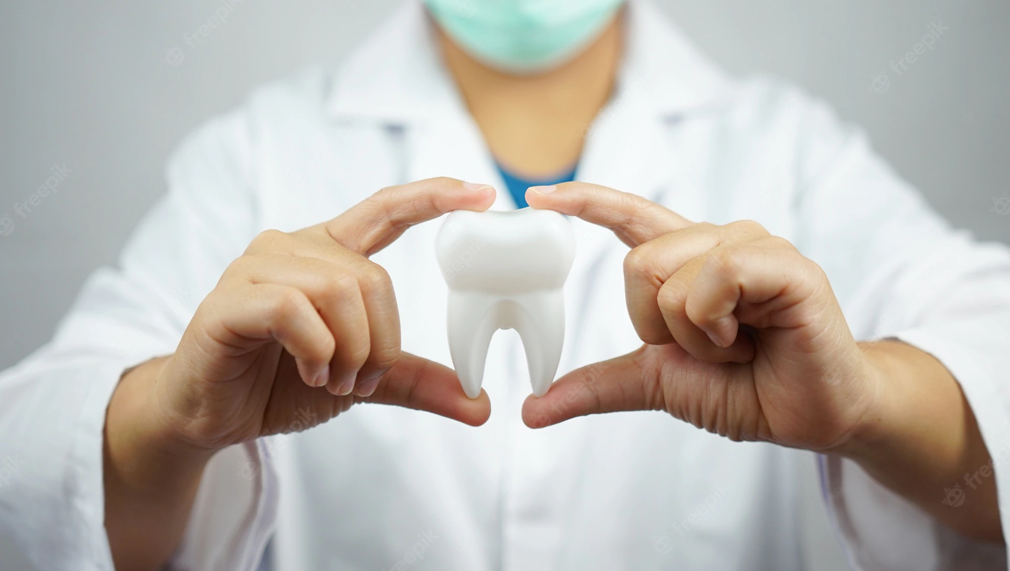 female-dentist-holding-tooth-model_34478-301.webp