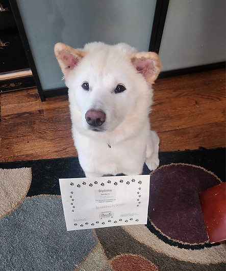 Korean Jindo puppy white