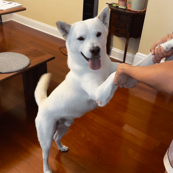 Korean Jindo Dog.GIF