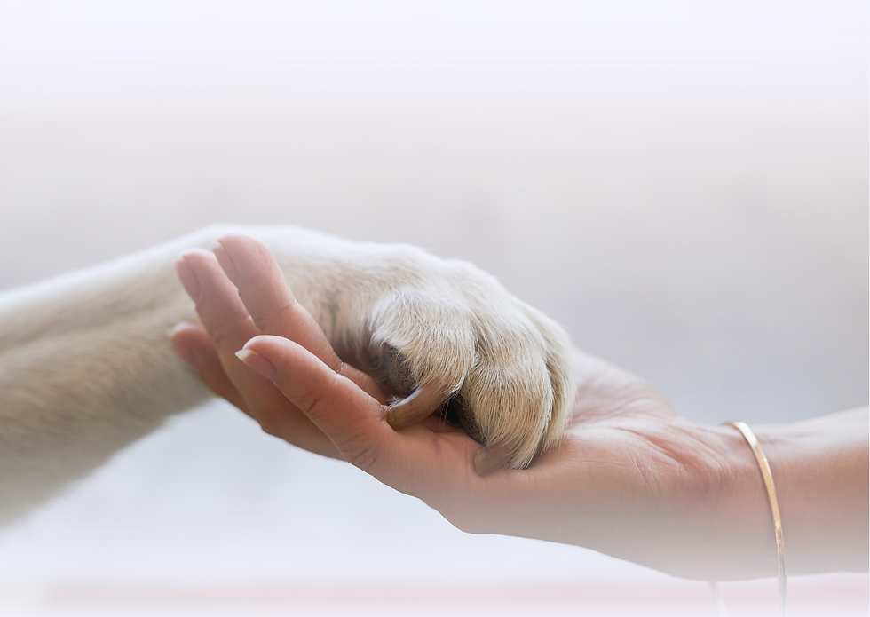 All-in-one pet care solution: medical records, health monitoring, and GPS.