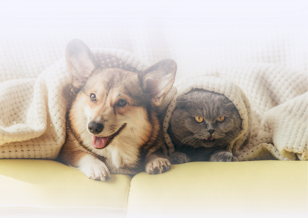 Pet owners using My Pet Health to track vet visits and medical updates.