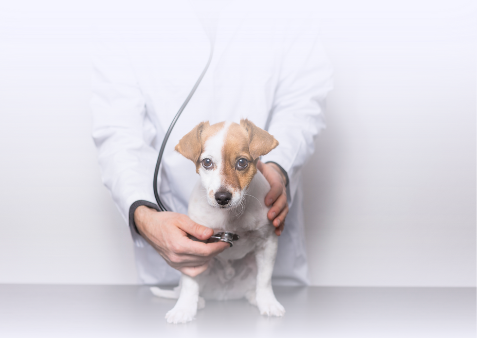 My Pet Health app dashboard for tracking pet wellness.