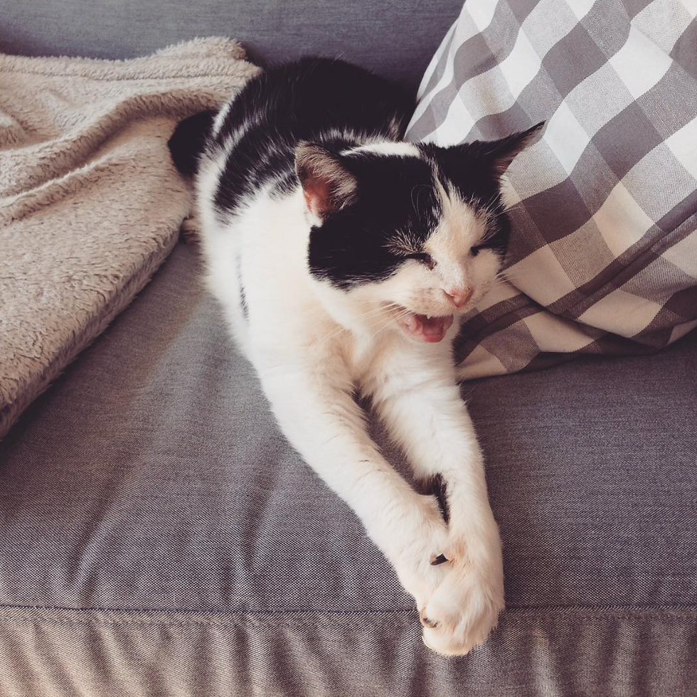 kattenoppas service groningen