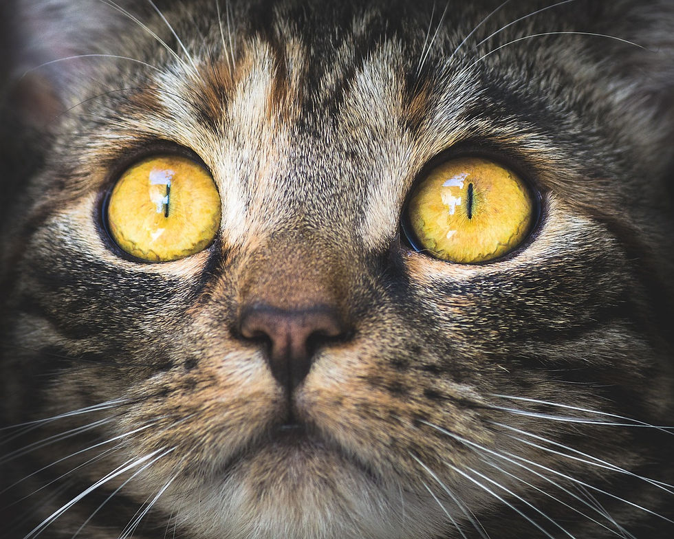 Kattenoppas aan huis in Groningen