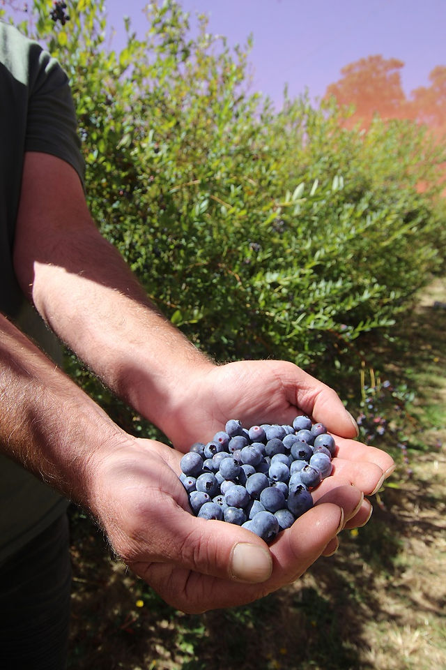 Southern Forests Food Council member Justin Crumplin holding blueberries in hands.