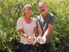 GROWING DREAMS: TRACEY MILLER AND JUSTIN CRUMPLIN, NURTURING BLUEBERRIES AT WAYSIDE FARM