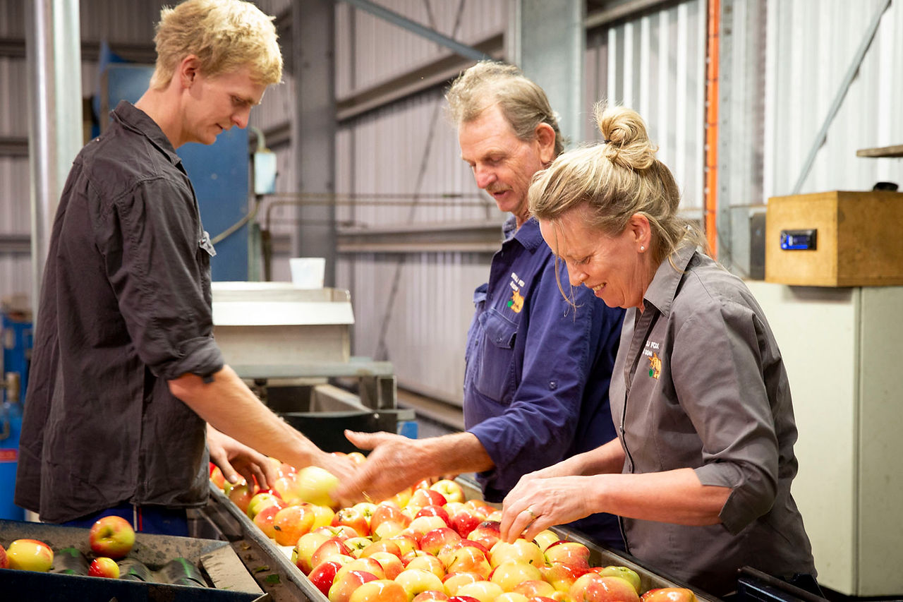 Fox family sorting apples