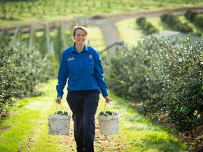Kirsty Fontanini harvesting Feijoas