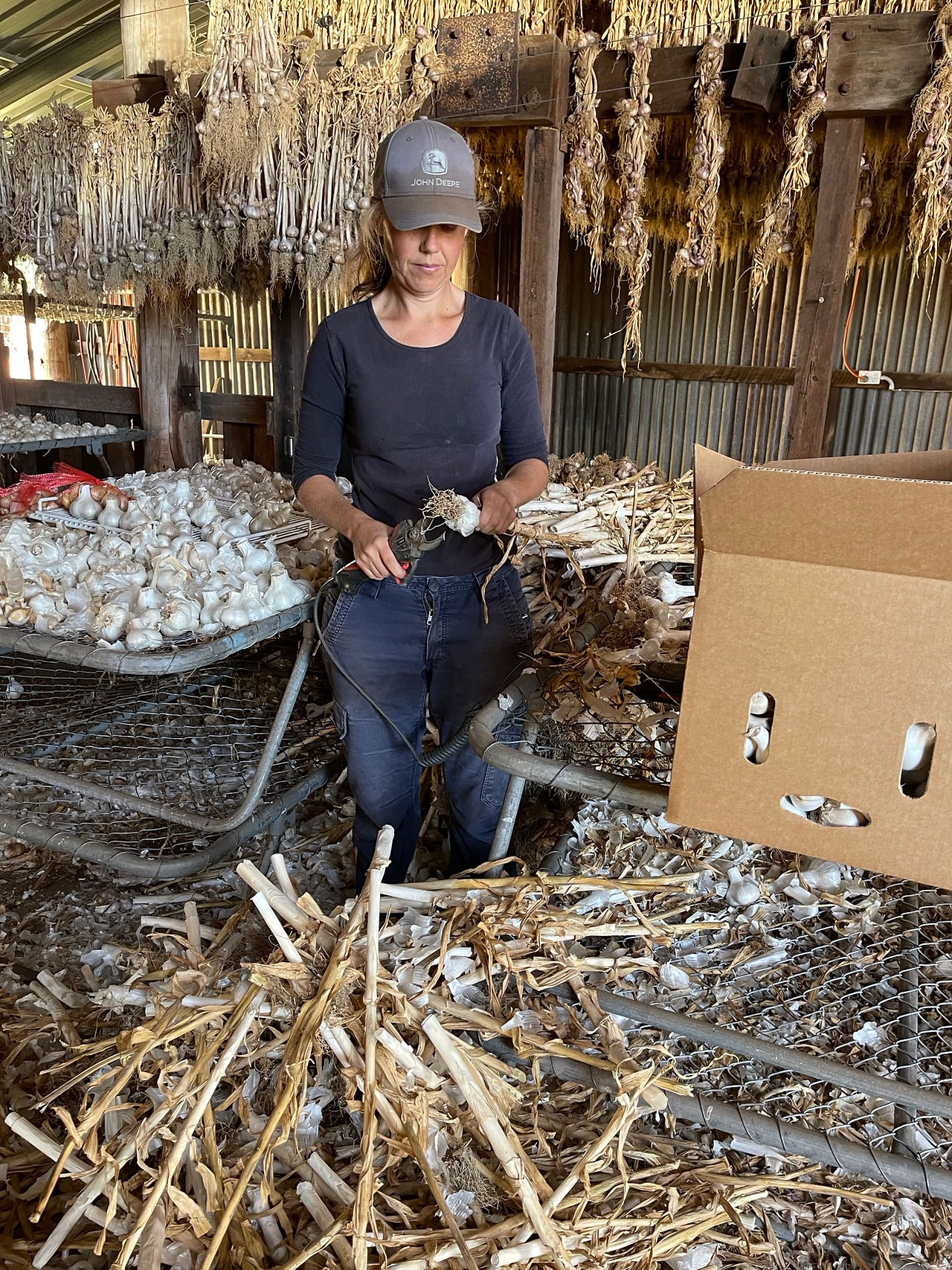 Garlic being processed at Galloway Springs