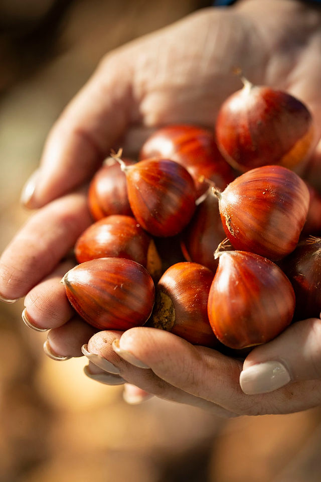 Chestnuts