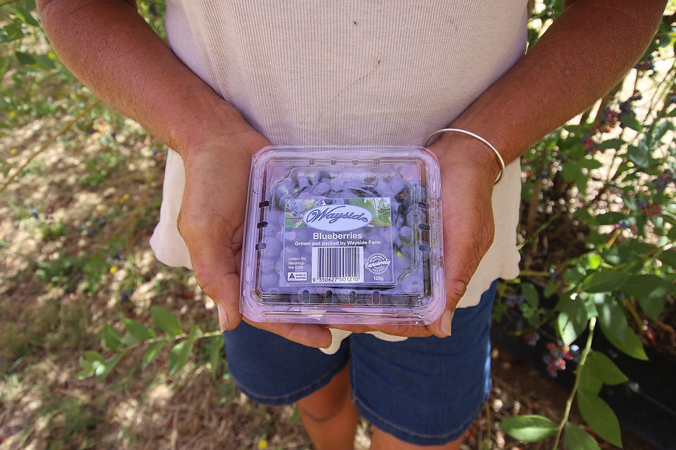 Southern Forests Food Council member Tracey Miller holding a Genuinely Southern Forests co-branded punnet of blueberries