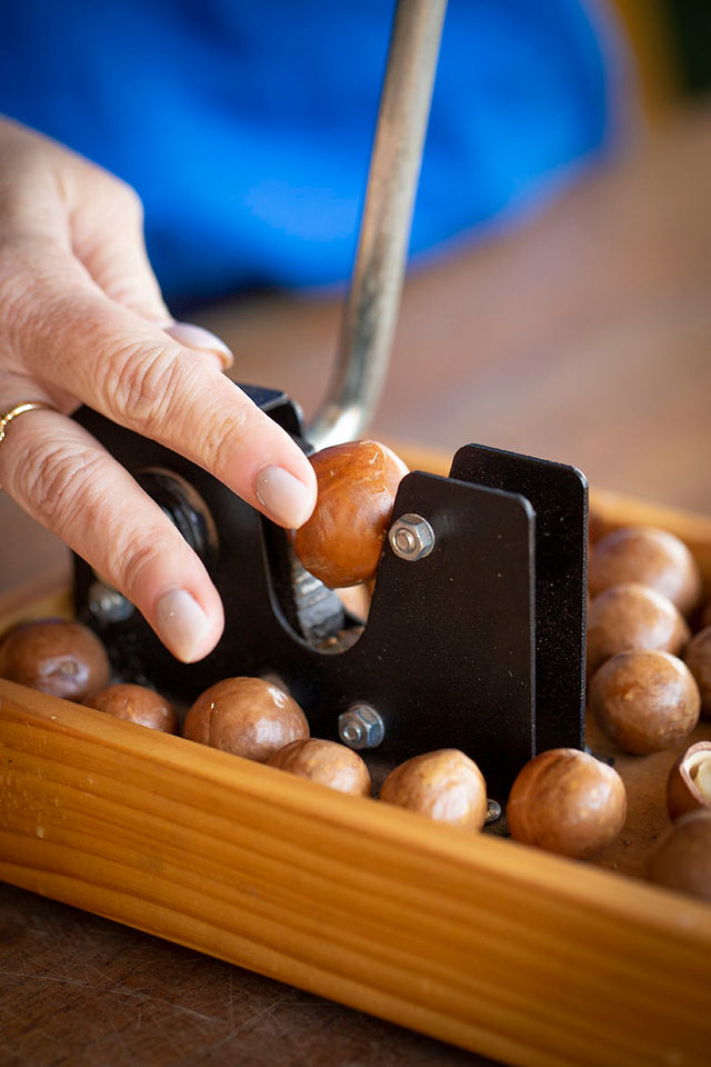 Cracking macadamia nuts