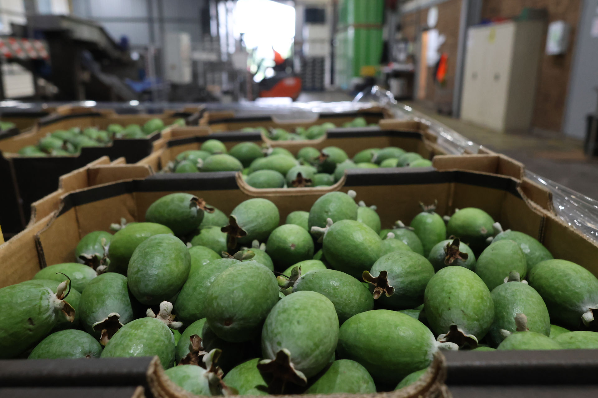 Feijoas packed for market