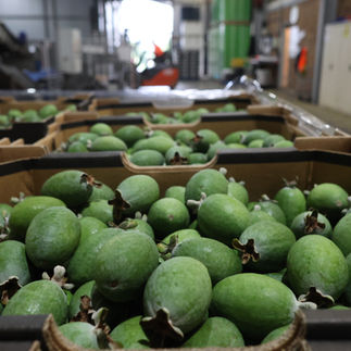 Feijoas packed for market