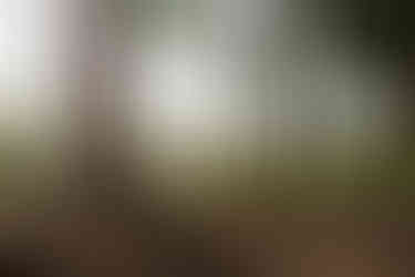 Newton Orchards with netting and trees