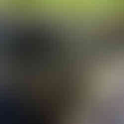 Southern Forest Green Tea