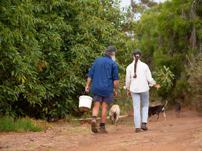 THE HEART AND SOIL OF SEVEN DAYS FARM: THE WALKER FAMILY’S TRUFFLE TRIUMPH
