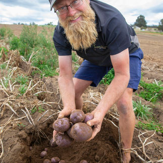 Andrew from Damper Gully holding potatoes in the field