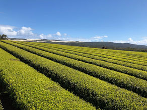 BREWING SUCCESS: HOW MEERUP TEA ESTATE IS REDEFINING FARMING IN NORTHCLIFFE