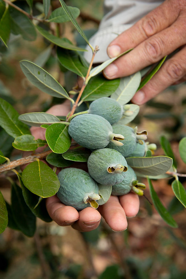 Feijoa bunch on tree