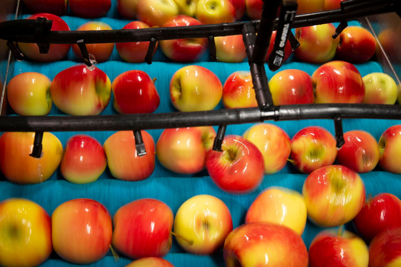 apples on conveyor belt