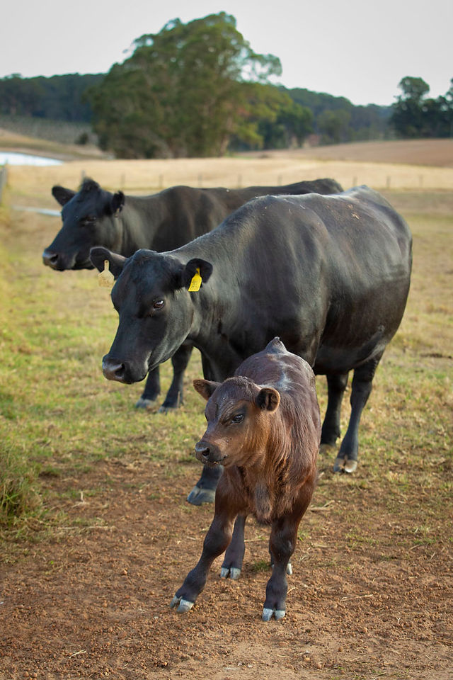 premium beef cattle on the farm in manjimup southern forests