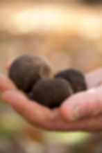 Black Truffle