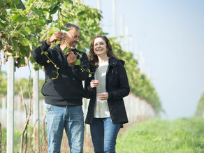 GOLDEN HARVEST: LAKE JANIS FARM'S JOURNEY INTO GOLD KIWIFRUIT PRODUCTION
