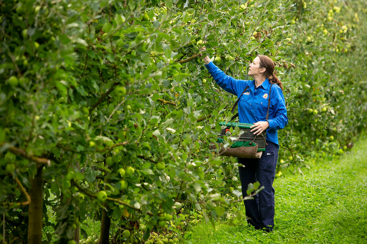 Kirsty Fontanini harvesting fruit