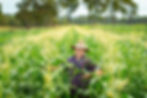 Farmer in plaid shirt and hat smiles in lush green cornfield. Tall trees line the background under a clear blue sky.
