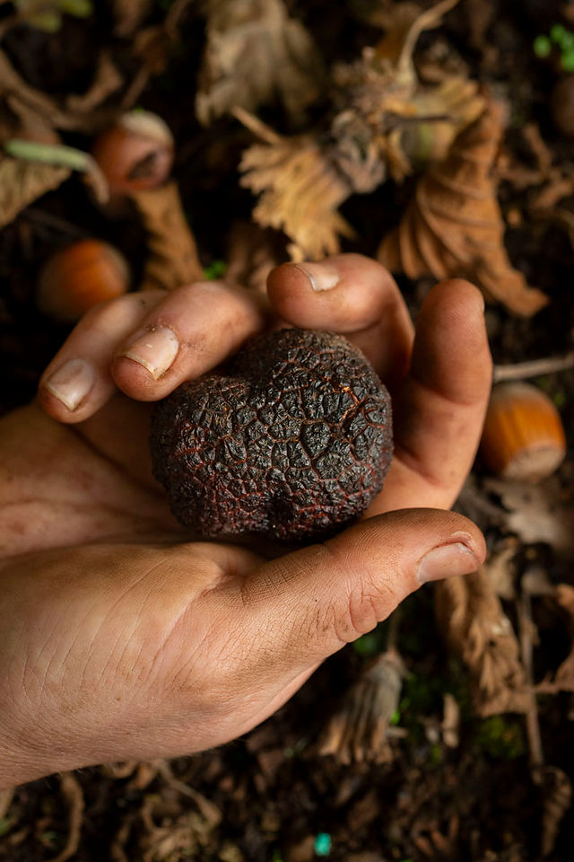 Holding a truffle in the trufferie