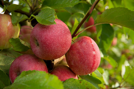 Newton Orchards apples