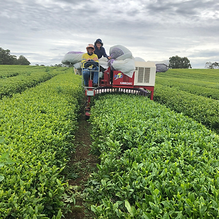 Harvesting the tea