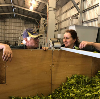 Ron and his daughter processing tea
