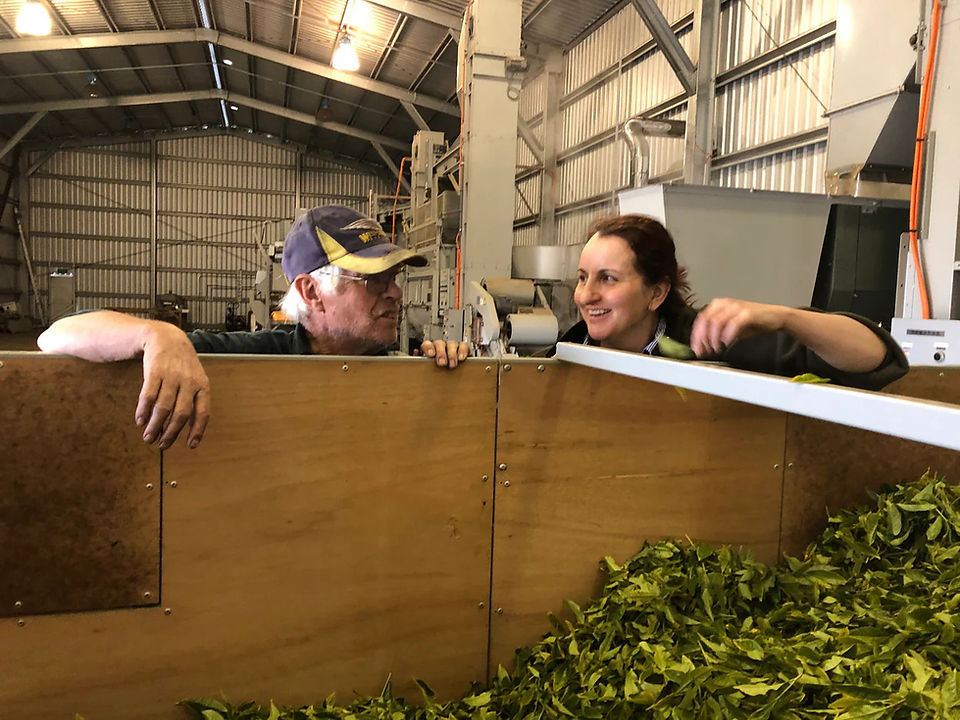 Ron and his daughter processing tea