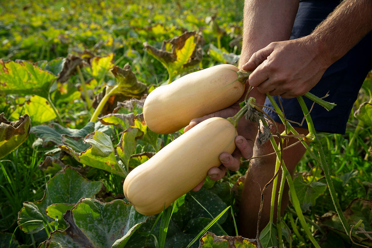 farmers hands holding pumpkins fresh picked on the farm
