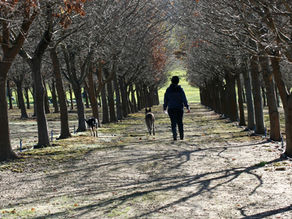 FROM RETIREMENT TO TRUFFLE DREAM: MEET ROGER AND DIANE CHAMBERLAIN