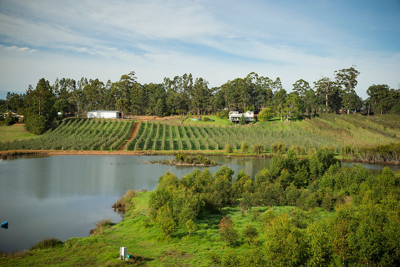 Newton Orchards dam and orchard